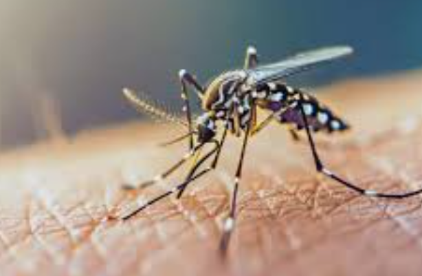 Kemenkes Sebut Kasus DBD Meningkat Tajam di Sumatera Utara