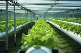 Rahasia Sukses Budidaya Tanaman Hidroponik Di Lahan Sempitv